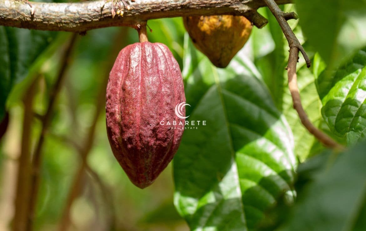 Cacaoyer (Theobroma cacao). Cosses de fruits de cacao biologiques dans la nature.