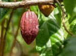 Cacaoyer (Theobroma cacao). Cosses de fruits de cacao biologiques dans la nature.