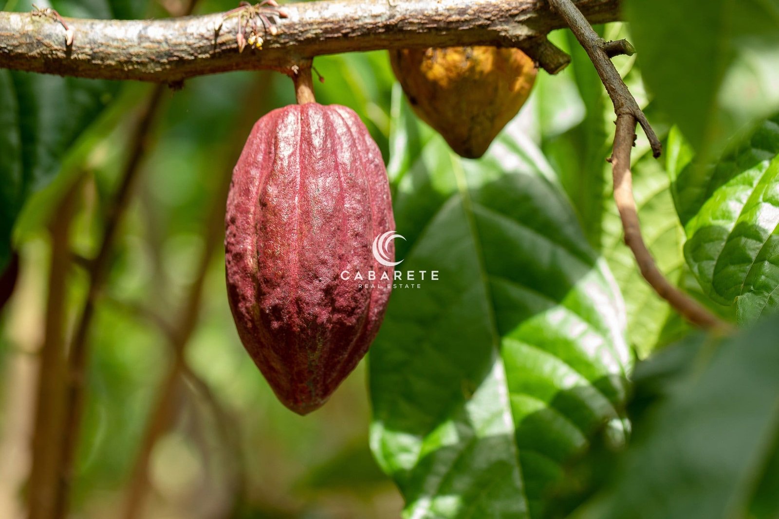 Kakaobaum (Theobroma cacao). Bio-Kakaofruchtschoten in der Natur.