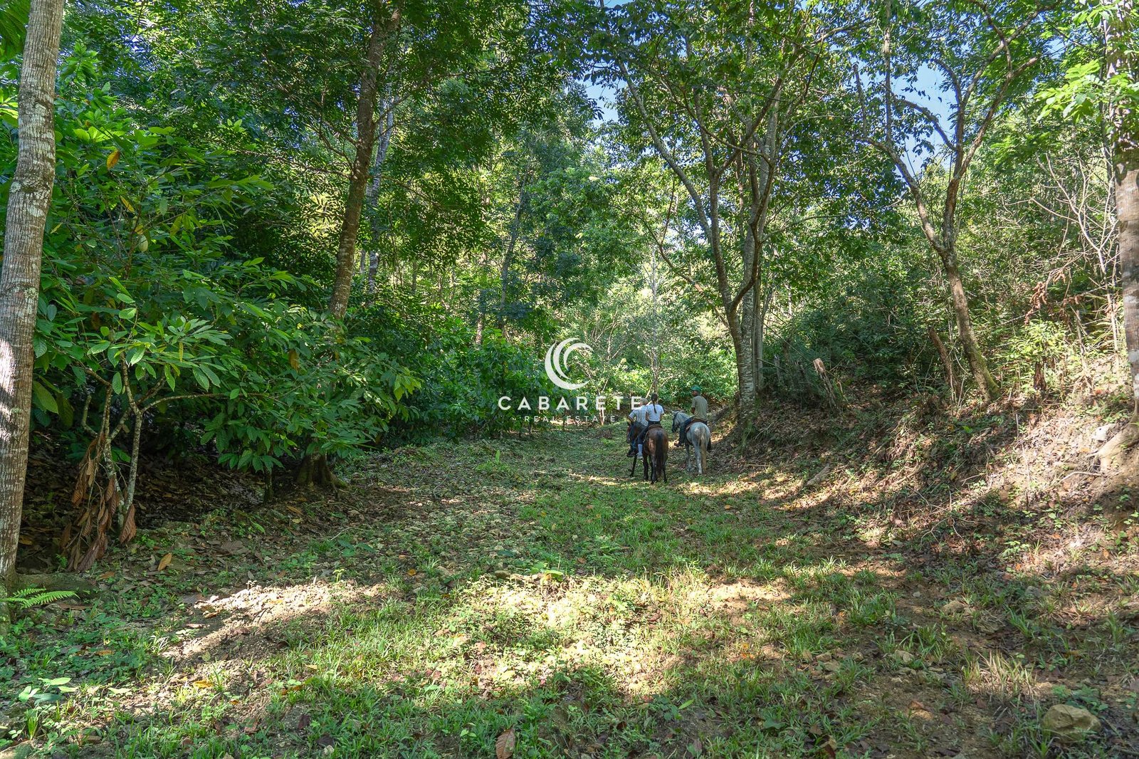 Üppige Vegetation in Jamao al Norte, Dominikanische Republik