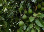 Avocat Plantes Arbre fruits végétation agriculture kenya afrique de l'est