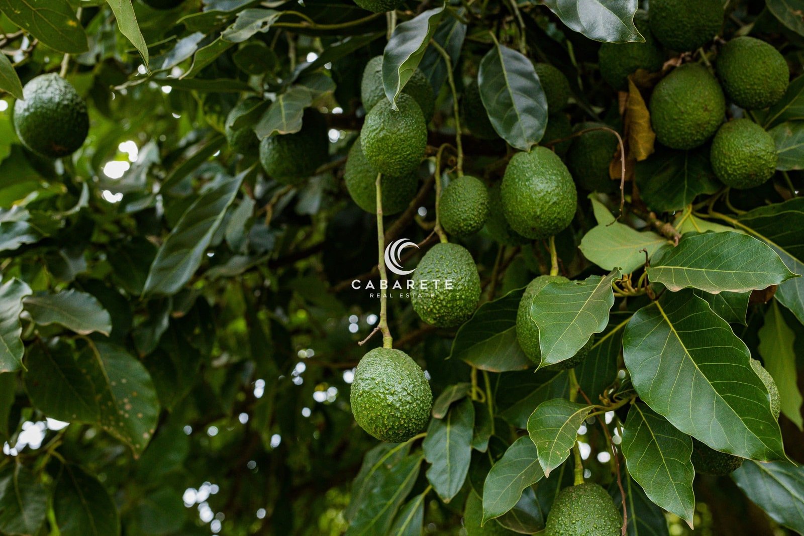 Avocado Pflanzen Baum Früchte Vegetation Landwirtschaft Kenia Ostafrika