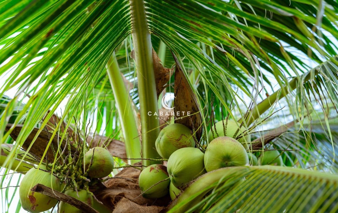 Bouquet de noix de coco sur un cocotier. Fruit tropical. Palmier avec des feuilles vertes et des fruits. Cocotier en Thaïlande. Plantation de noix de coco. Ferme agricole. Boisson biologique pour l'été. Plante exotique.