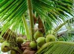 Bouquet de noix de coco sur un cocotier. Fruit tropical. Palmier avec des feuilles vertes et des fruits. Cocotier en Thaïlande. Plantation de noix de coco. Ferme agricole. Boisson biologique pour l'été. Plante exotique.