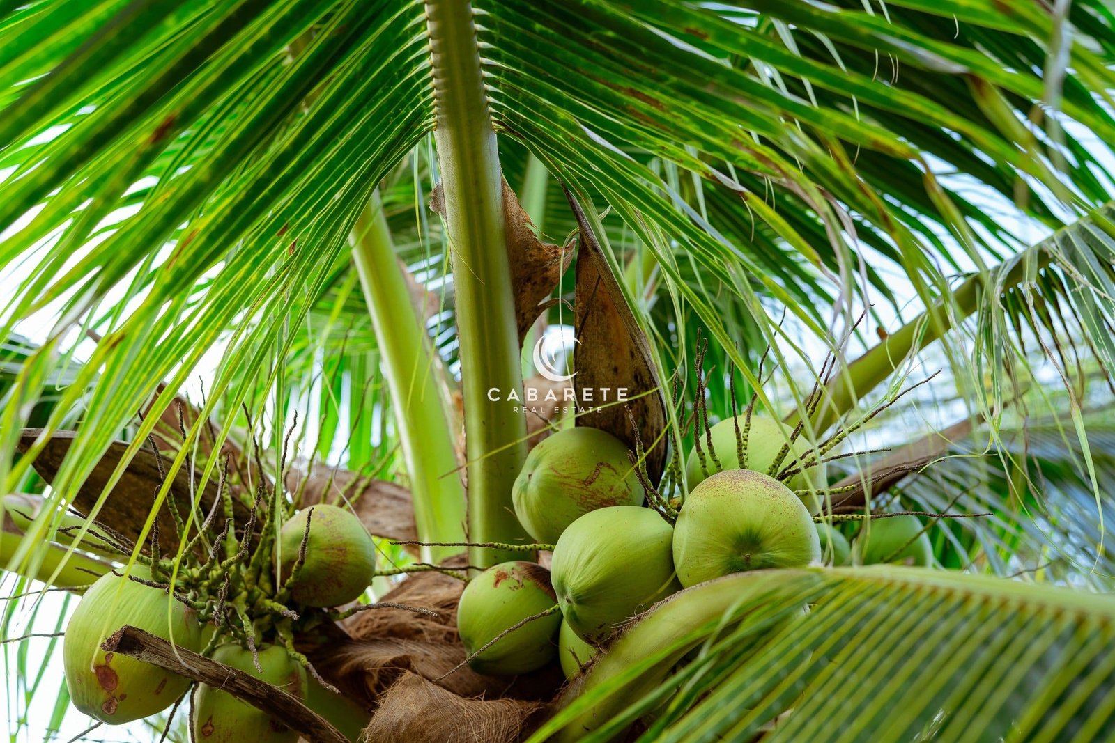 Kokosnussstrauß auf Kokospalme. Tropische Frucht. Palme mit grünen Blättern und Früchten. Kokosnussbaum in Thailand. Kokosnuss-Plantage. Landwirtschaftlicher Betrieb. Bio-Getränk für den Sommer. Exotische Pflanze.