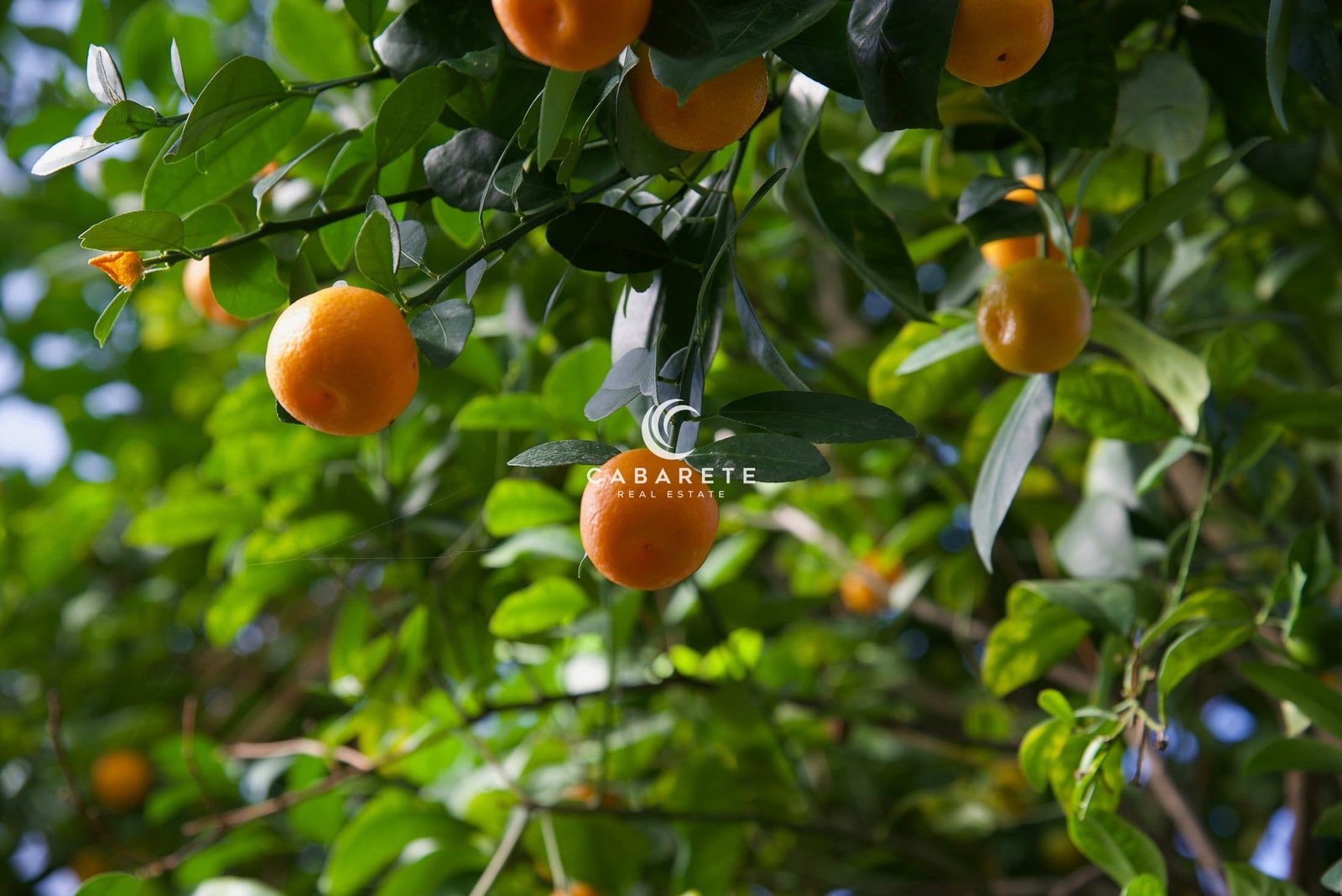 Orangenbaum in Jamao al Norte, Dominikanische Republik