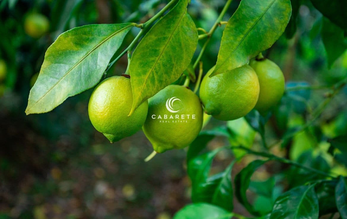 Citrons verts frais sur un arbre dans un jardin biologique