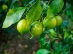 Citrons verts frais sur un arbre dans un jardin biologique