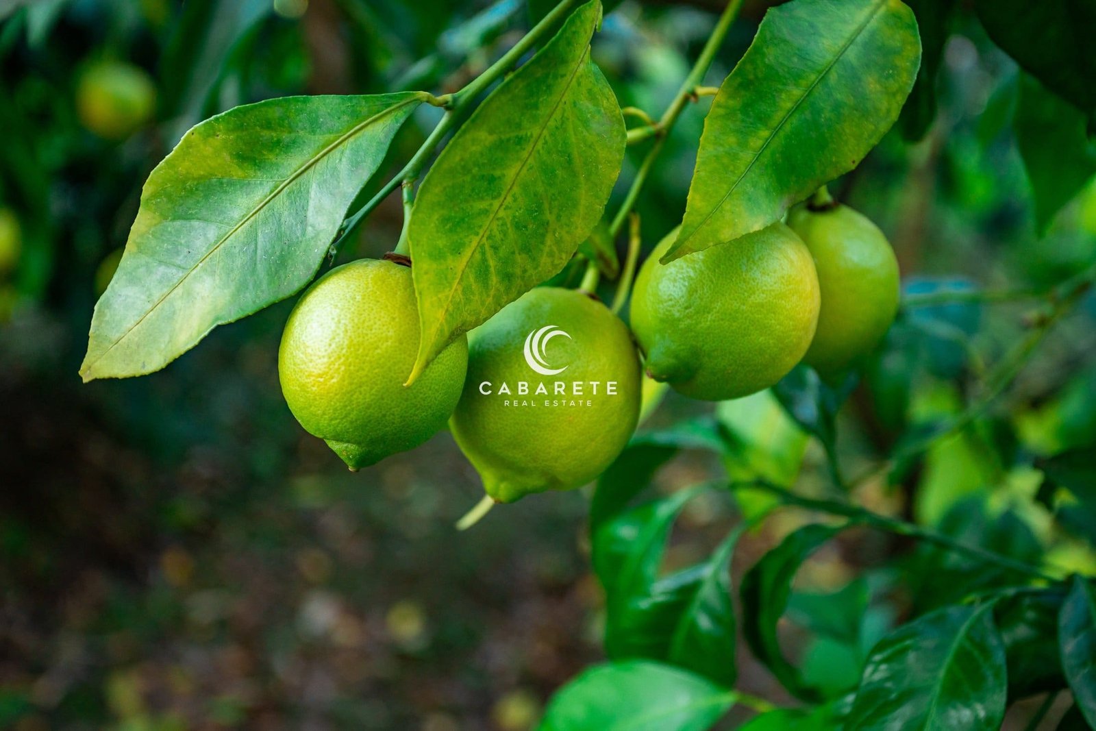 Frische grüne Zitronenlimetten am Baum im Biogarten