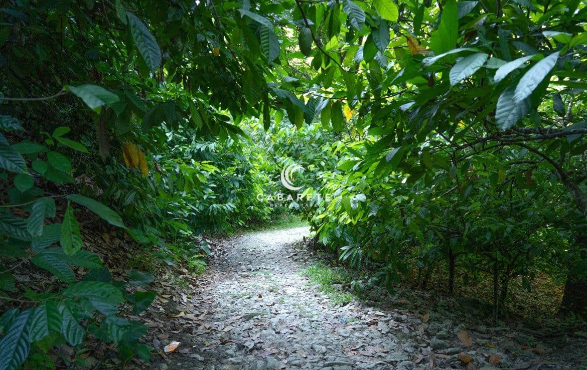 Un chemin sinueux à travers une forêt tropicale luxuriante à Jamao Al Norte, en République dominicaine.
