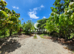 Cacao farm with panoramic views and a chocolate factory for sale in the Dominican Republic