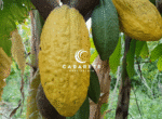 Dominican Republic farm investment featuring tourism potential and organic cacao production