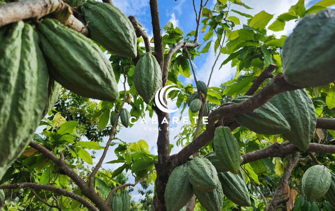 dominican republic investment property cacao plantation