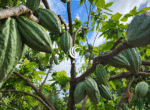 dominican republic investment property cacao plantation