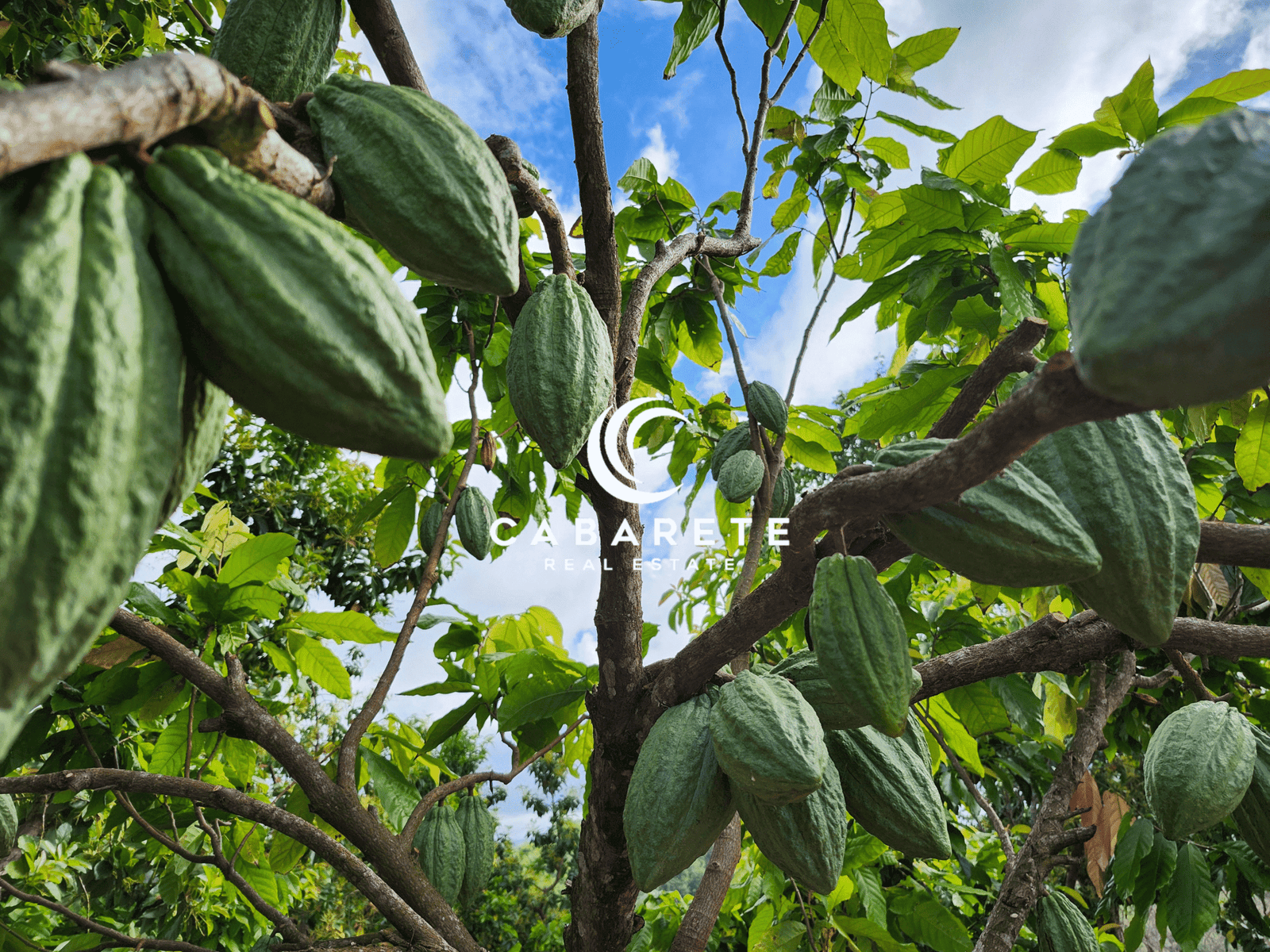 dominican republic investment property cacao plantation