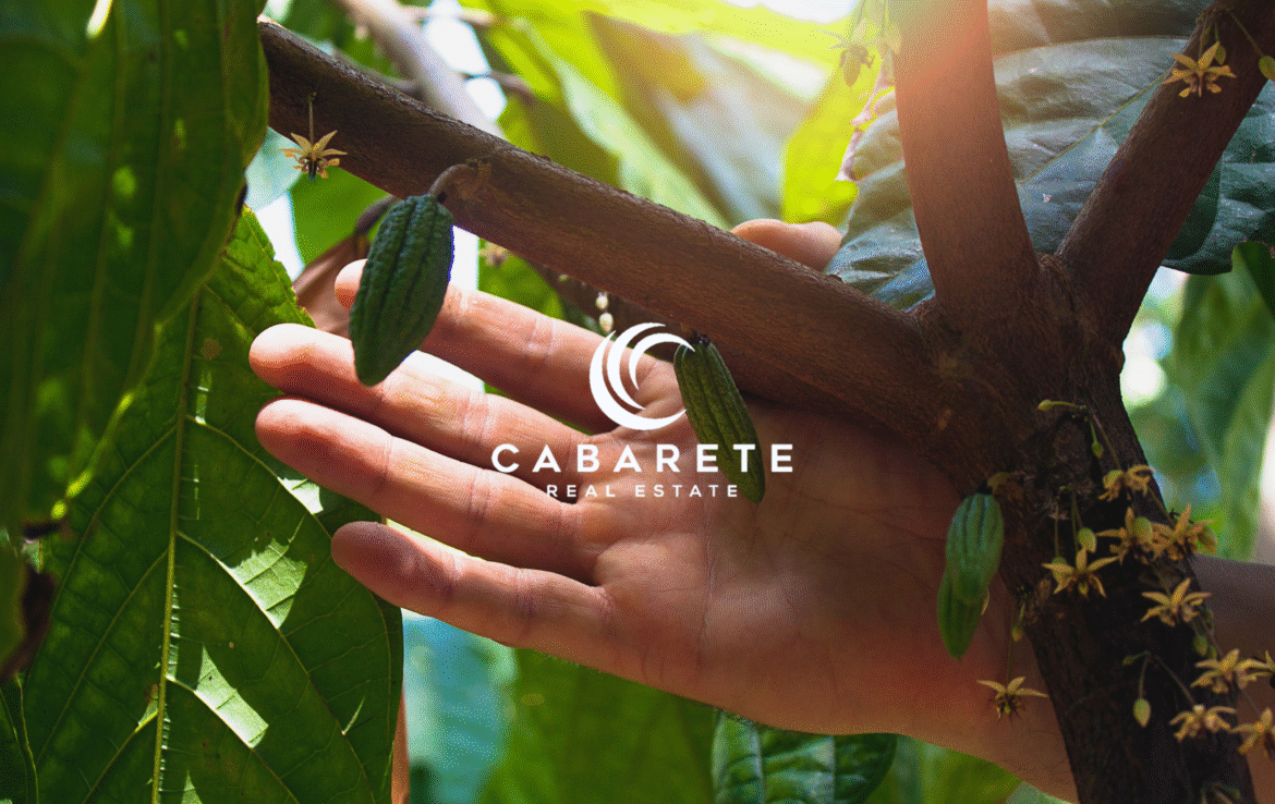 dominican republic land with chocolate factory and farm
