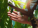 dominican republic land with chocolate factory and farm