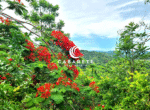 eco tourism land for sale cabarete cacao plantation