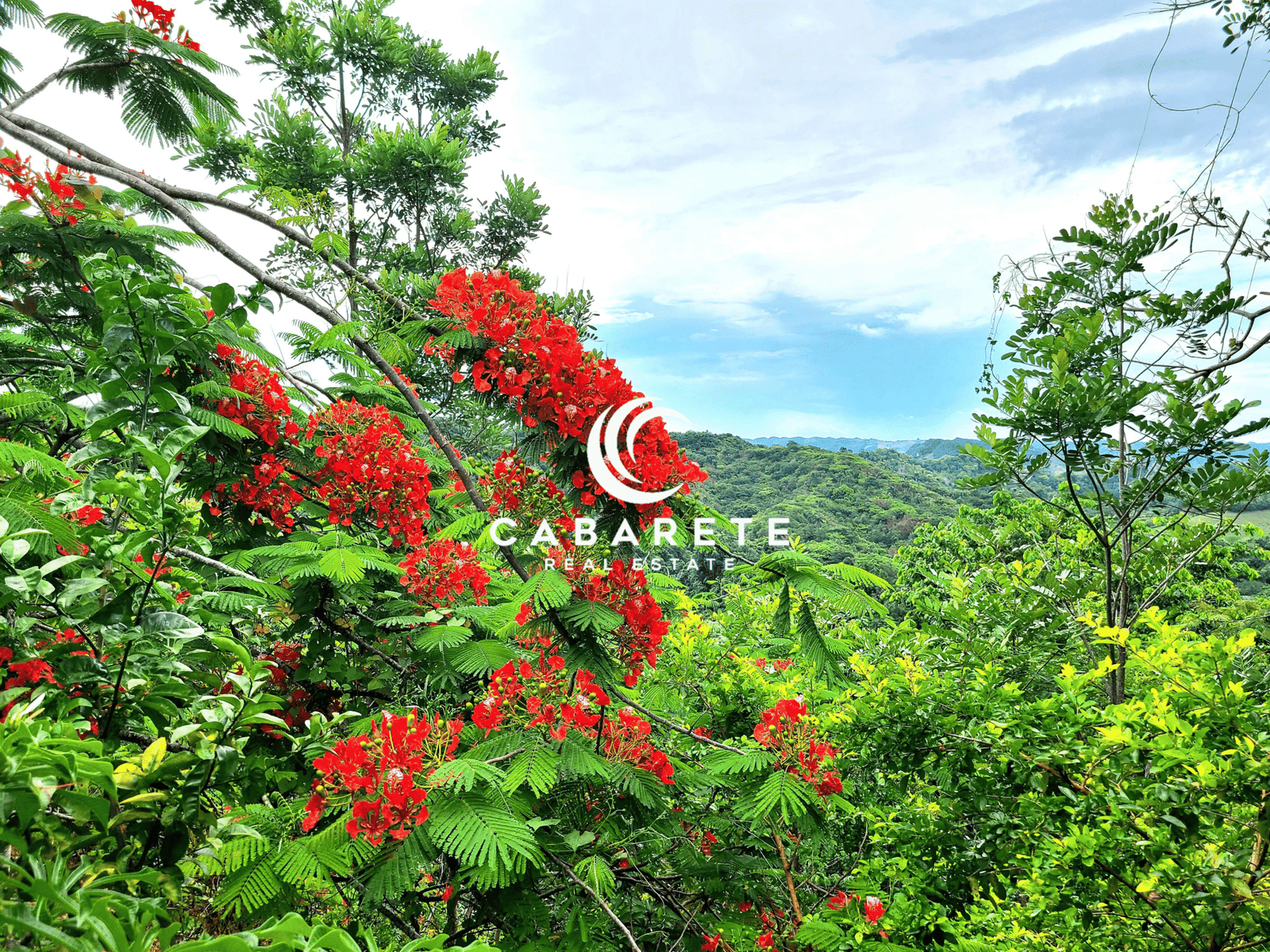 eco tourism land for sale cabarete cacao plantation