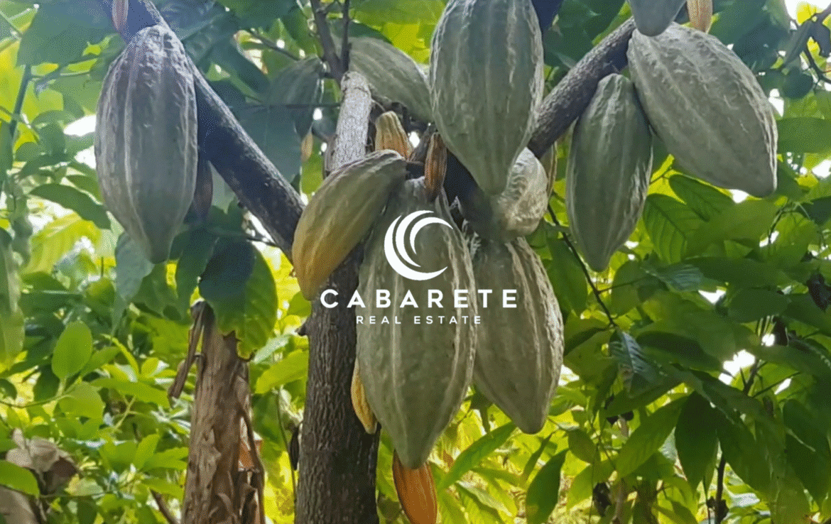 Eco-conscious cacao farm property in the Dominican Republic featuring a fully equipped chocolate production facility