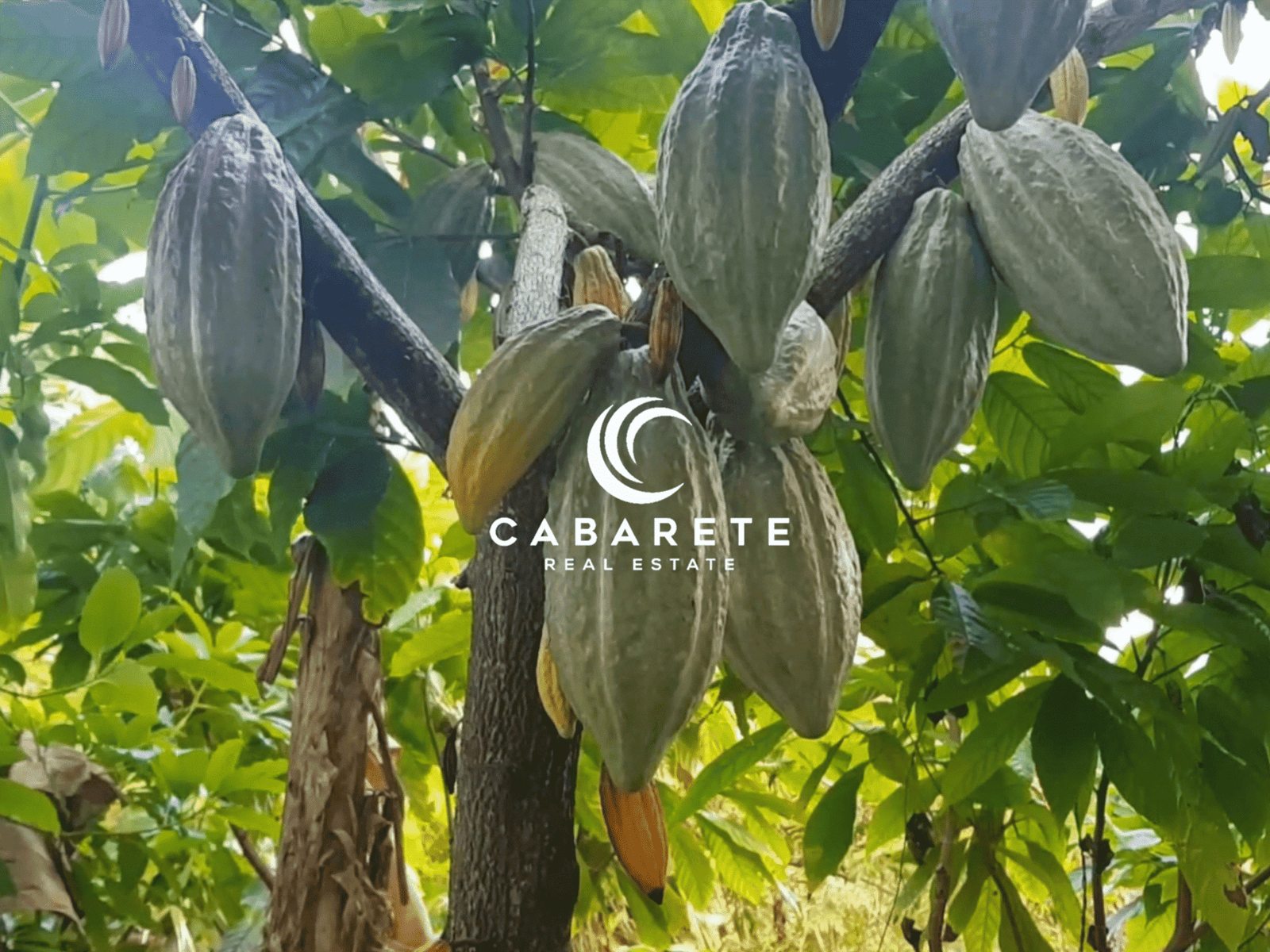 Eco-conscious cacao farm property in the Dominican Republic featuring a fully equipped chocolate production facility