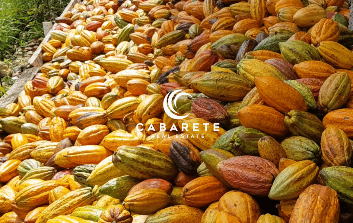 This organic cacao farm features a fully equipped chocolate factory, ideal for agriculture investors and eco-tourism developers in the Dominican Republic