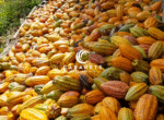 Chocolate factory and organic cacao farm for sale in the Dominican Republic with full infrastructure and production capacity