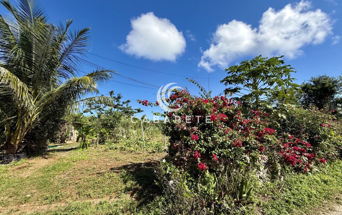 cabarete lush garden palm tree red flowers outdoor landscaped yard