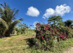 cabarete lush garden palm tree red flowers outdoor landscaped yard