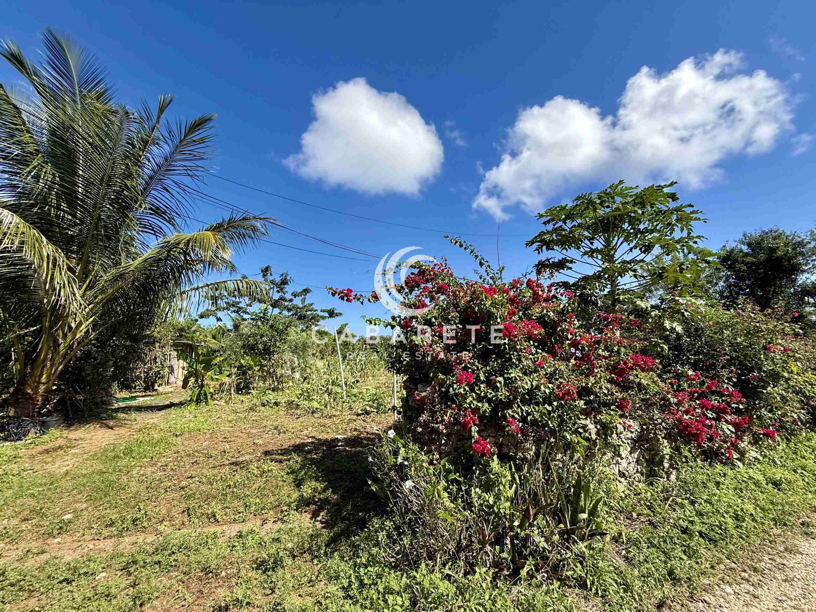 cabarete lush garden palm tree red flowers outdoor landscaped yard