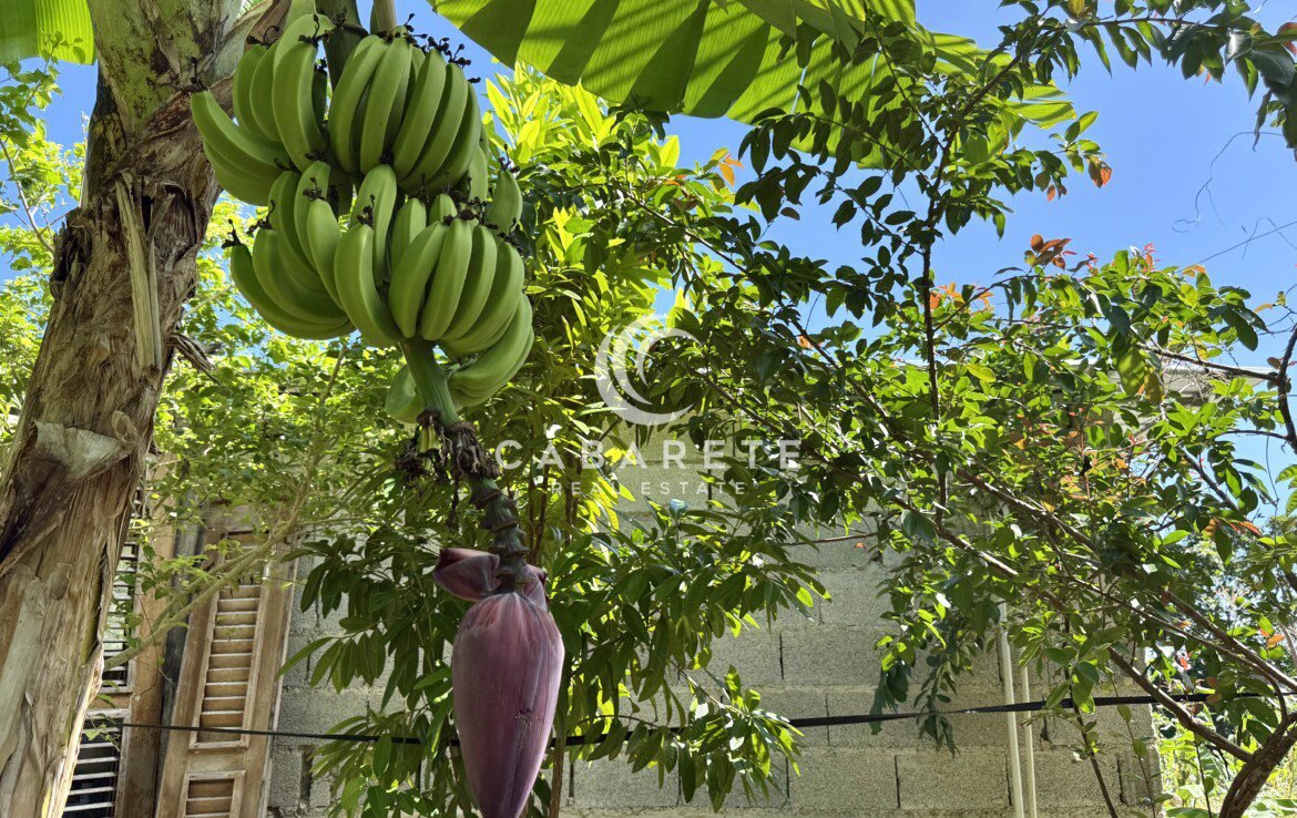 Lush tropical garden featuring green bananas and purple flowers in ocean dream apartmentpurple flower