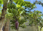 Tropical Garden with Banana Tree and Flowers