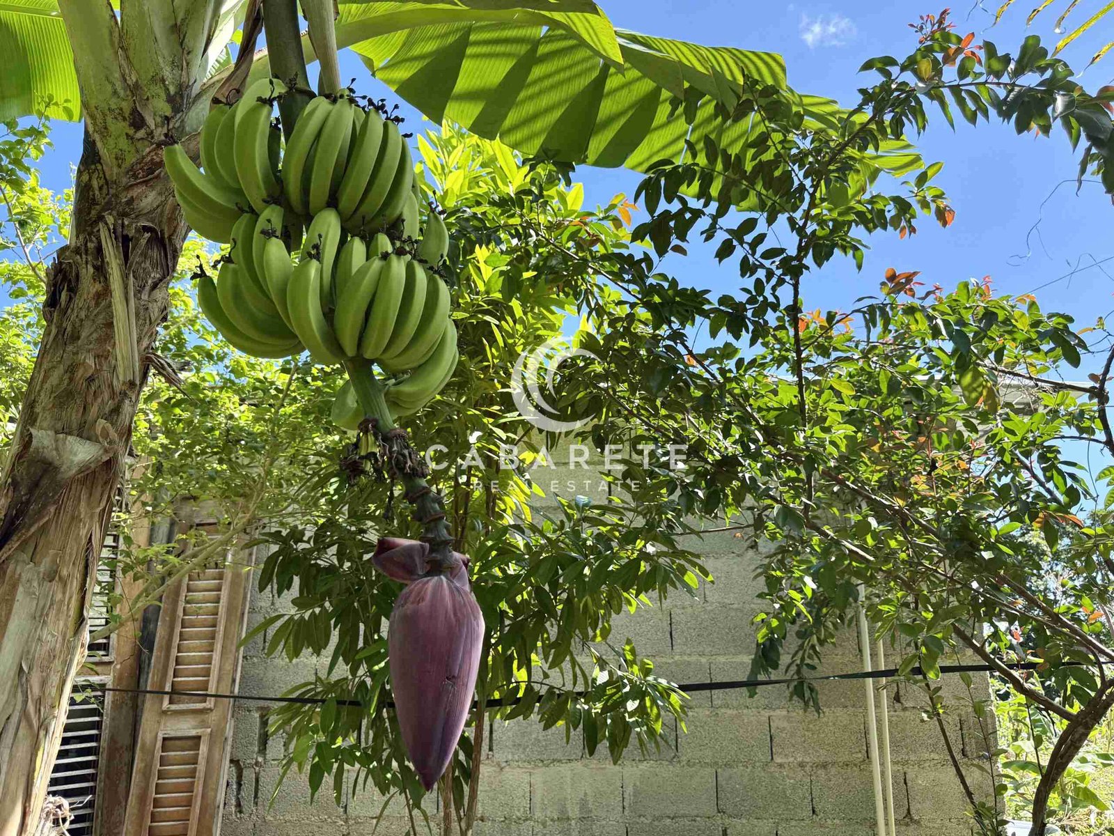 Lush tropical garden featuring green bananas and purple flowers in ocean dream apartmentpurple flower